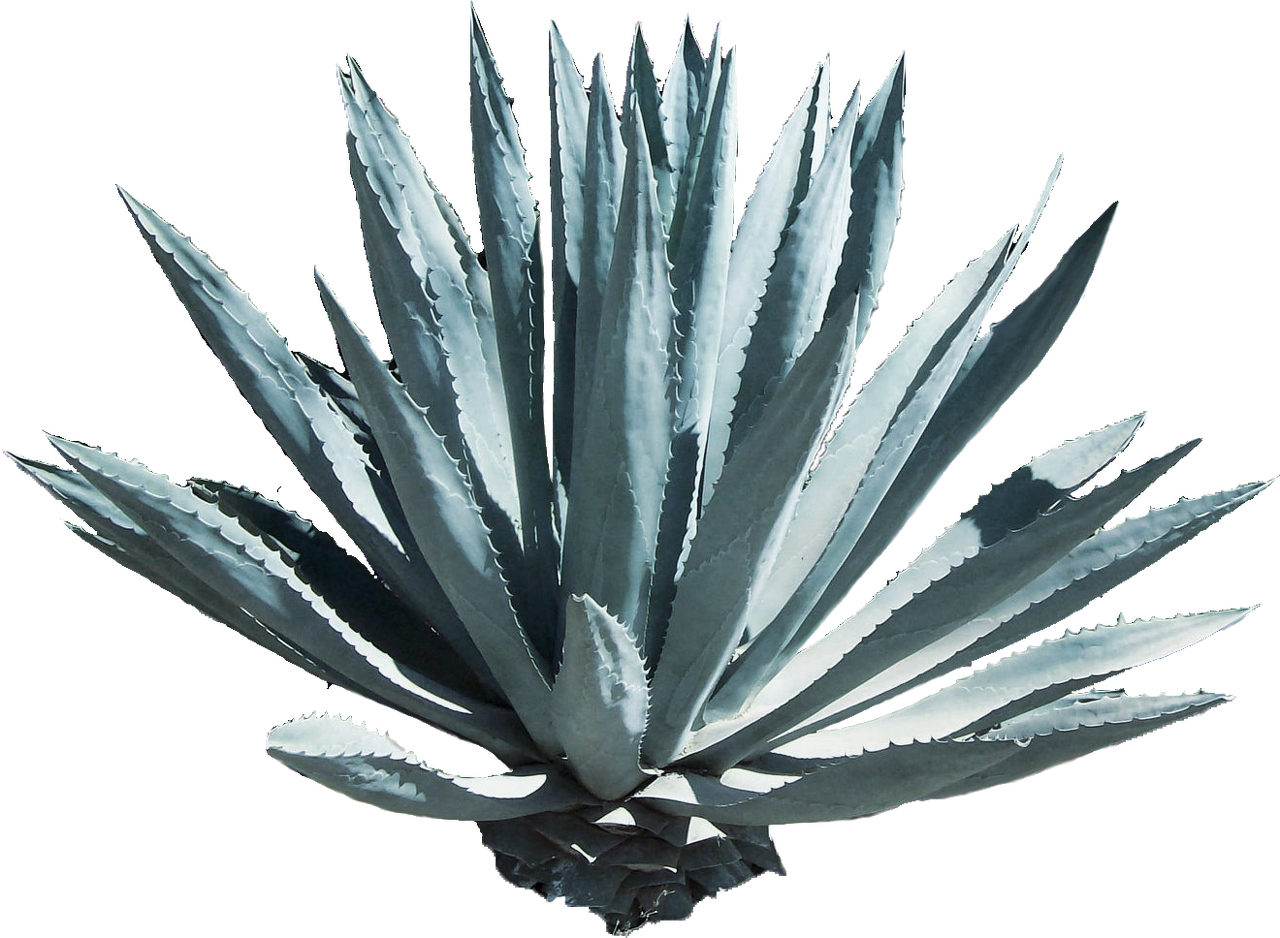 kisspng-tequila-agave-azul-mezcal-mexican-cuisine-agave-ne-anchovy-5ac5ad35309b25.2087045315229043731991